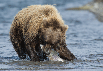 naturfoto fiskende grizzlybjørn