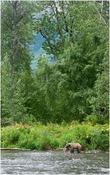 grizzlybjørn fisker i russian river, alaska