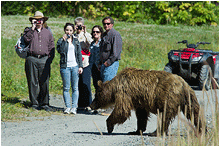 naturfoto grizzlybjørn alaska