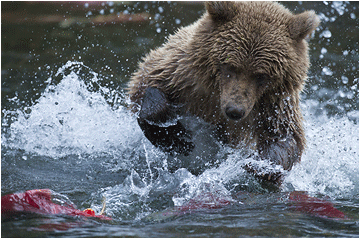 grizzlybjørn på fiskejakt