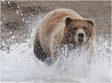 naturfoto grizzlybjørn