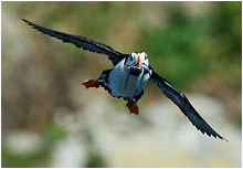 naturfoto lundefugl alaska