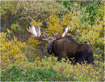 elgokse fra denali, alaska