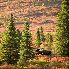 moose, denali, alaska