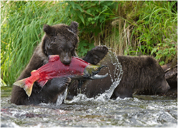 grizzlybjørn fisker laks i Alaska