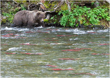 naturfoto grizzlybjørn alaska