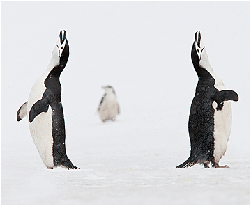bilde av pingviner fra antarktis