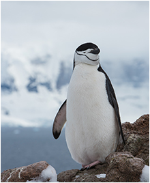 ringpingvin antarktis