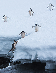 Chinstrap penguins