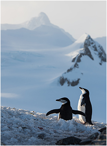 pingviner antarktis