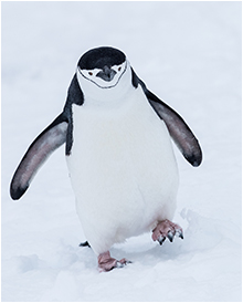 ringpingvin antarktis
