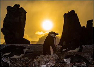 ringpingviner i Antarktis