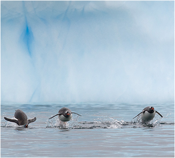 gentoo penguins antarctica