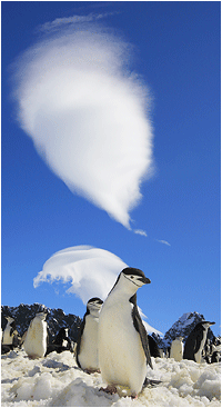 chinstrap elephant island