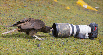 naturfoto. caracara, fugler på Falkland