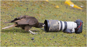 naturbilder av fugler caracara falklandsøyene