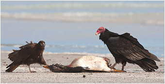 Naturbilder fra Falklandsøyene.