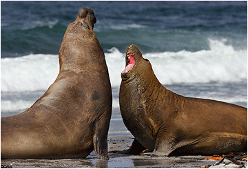 elefantsel, sea lion island, falklandsøyene.