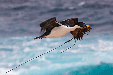 naturbilder fra Falkland. Falklandsskarv.