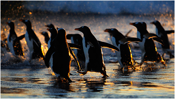 gentoopingviner, sea lion island, falkland