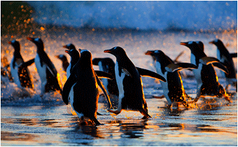Naturbilder fra Falklandsøyene. Bøylepingviner / Gentoo penguins. Antarktis.