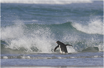 gentoopingvin falklandsøyene