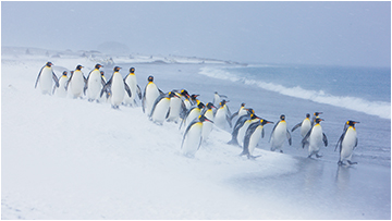 "Pingvinenes mars". Ett av de bildene jeg har solgt mest av til utskrift på lerret.