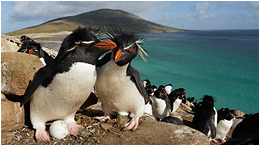 rockhopper penguin falkland