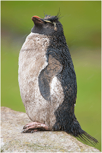 Naturfoto fra Falklandsøyene.