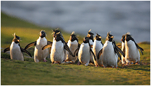 klippehopperpingviner falkland
