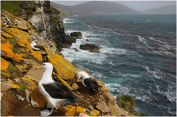 saunders island, falkland