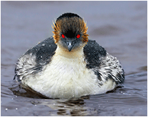 silvery greebe falklandsøyene