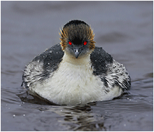 Naturfoto av silvery grebe.