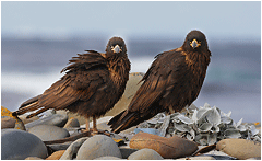 straited caracara, Falklandsøyene