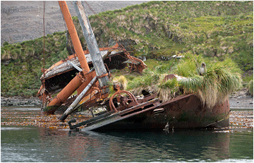 Naturbilder fra Sør-Georgia. Ocean Harbour, Syd Georgia / South Georgia.