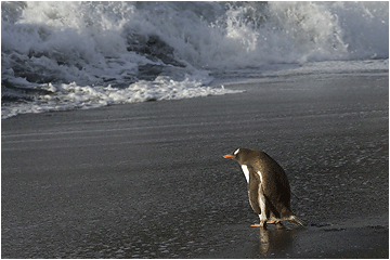 Bilder fra Syd Georgia. Bøylepingvin (Gentoo penguin) Gold Harbour Sør-Georgia.