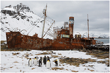 Bilder fra Sør-Georgia. Grytviken. 