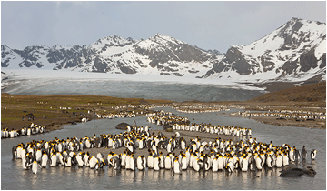 Bilder fra Syd Georgia / Sør-Georgia. St. Andrews Bay, South Georgia.