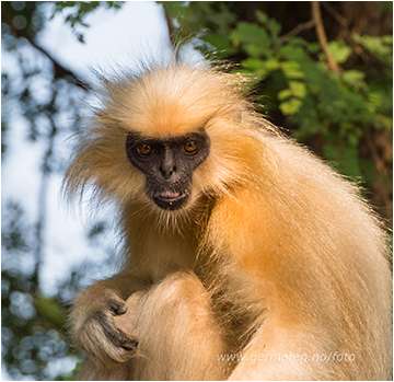golden langur