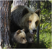 brown bear family