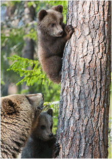 Naturbilder. Naturfoto av bjørn med bjørnunger.