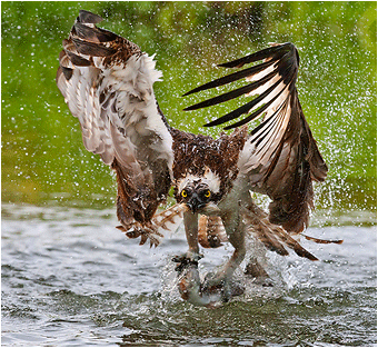 naturfoto fugler, fiskeørn