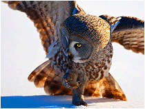 Nature photo: Great grey owl