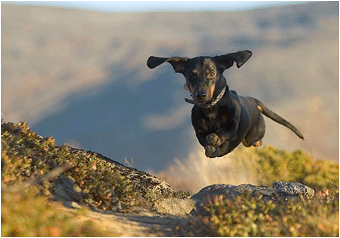 Naturbilder fra Dovrefjell. Flyvende Dachs, Vålåsjø mot Blåhø.