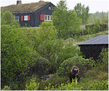 moskus ved vålåsjøen