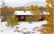 naturbilder fra dovrefjell