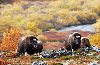 bilde av moskus på Dovrefjell