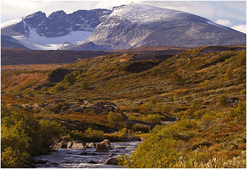 moskus på dovrefjell mot snøhetta