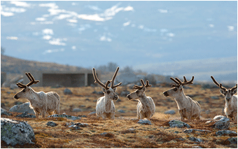 naturbilder fra Dovrefjell. Villrein i skytefeltet på hjerkinn.