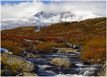 naturfoto. snøhetta. dovrefjell